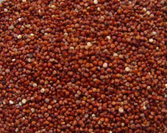Quinoa - INDUSTRIAS JR PONCE & ASOCIADOS SAC